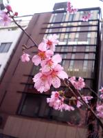 桜1
