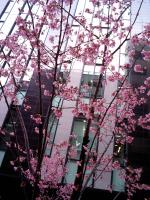 桜2