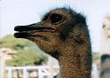 ostrich1